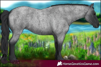 Horse Color:Blue Roan 