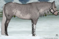 Horse Color:Platinum Silver Smoky Grullo Roan Tobiano 