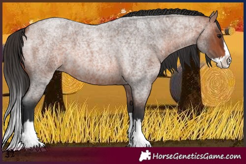 Horse Color:Bay Roan Splash