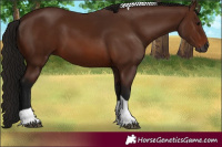 Horse Color:Gray Bay Tobiano 