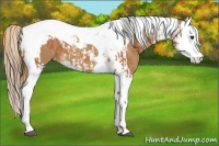 Horse Color:Bay Splash Tobiano Varnish and Chestnut Splash Tobiano Varnish