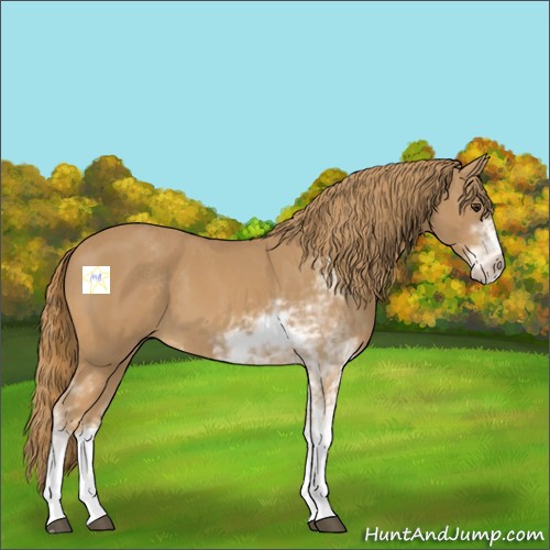 Horse Color:Chestnut Sabino 