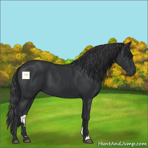 Horse Color:Black 