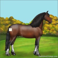 Horse Color:Bay Sabino 