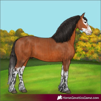 Horse Color:Bay  and Bay Splash 