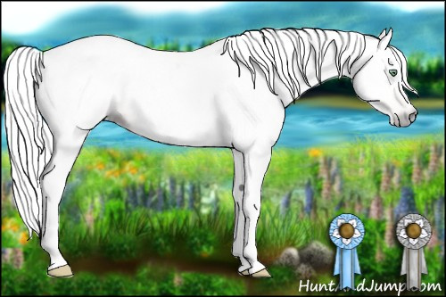 Horse Color:Gray Silver Amber Cream Champagne Roan Dun Splash Tobiano Frame Appaloosa Rabicano 
