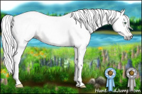 Horse Color:Gray Silver Amber Cream Champagne Roan Dun Splash Tobiano Frame Appaloosa Rabicano 
