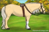 Horse Color:Palomino