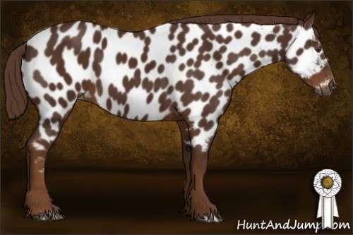 Horse Color:Gray Chestnut Near Leopard 