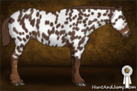Horse Color:Gray Chestnut Appaloosa