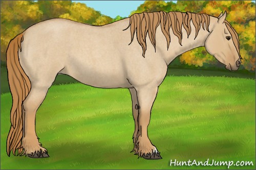 Horse Color:Red Dun Roan