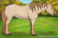 Horse Color:Red Dun Roan 