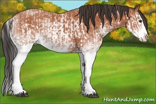 Horse Color:White Spotted Bay Splash  and White Spotted Bay Splash 