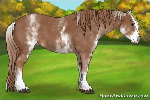 Horse Color:White Spotted Chestnut Sabino 