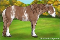 Horse Color:White Spotted Chestnut Sabino 