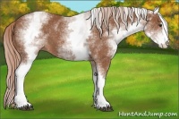 Horse Color:White Spotted Chestnut Sabino