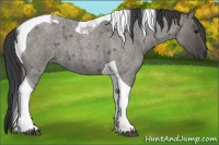 Horse Color:Grullo Roan Tobiano 