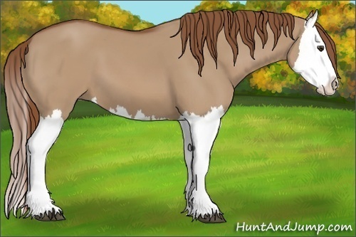 Horse Color:Red Dun Splash 