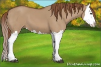 Horse Color:Red Dun Splash 