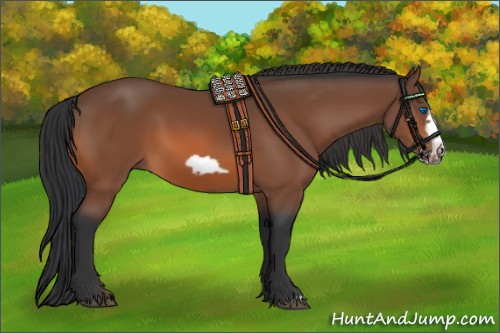 Horse Color:Bay Frame 
