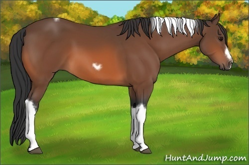 Horse Color:Bay Tobiano Frame 