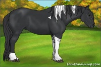 Horse Color:Black Tobiano