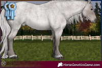 Horse Color:Platinum Silver Blue Roan 