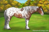 Horse Color:Bay Splash Tobiano Appaloosa  and Bay Splash Tobiano Appaloosa 