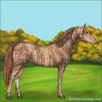 Horse Color:Chestnut and Gold Champagne