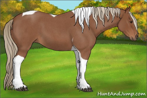 Horse Color:Red Roan Tobiano