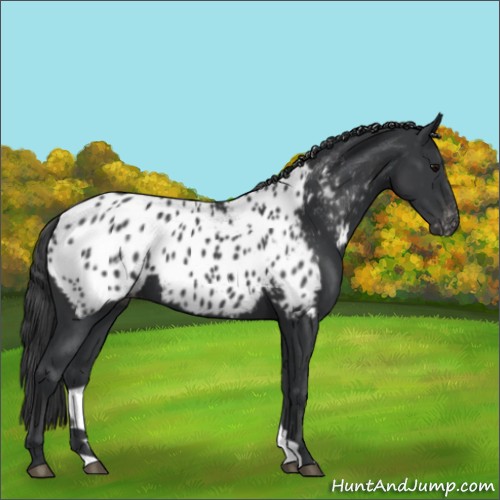 Horse Color:Black Appaloosa 