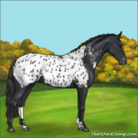 Horse Color:Black Appaloosa 