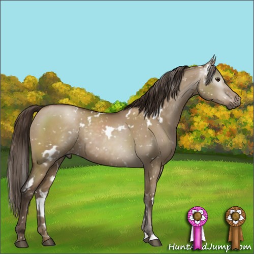Horse Color:Gray White Spotted Grullo Pearl Appaloosa 
