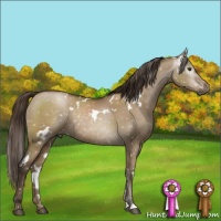 Horse Color:Gray White Spotted Grullo Pearl Appaloosa