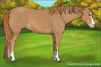 Horse Color:Chestnut Splash