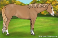 Horse Color:Chestnut Splash