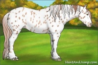 Horse Color:Gold Champagne Leopard  and Gold Champagne Leopard Rabicano 