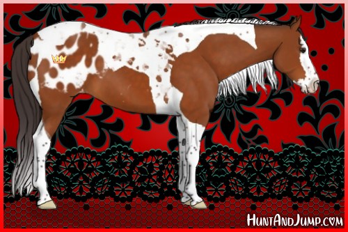 Horse Color:Buckskin Splash Tobiano Blanket 