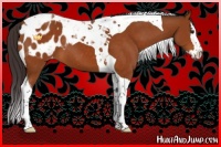 Horse Color:Buckskin Splash Tobiano Appaloosa 