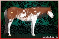 Horse Color:Bay Sabino 