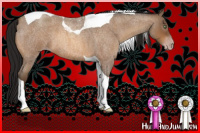 Horse Color:Gray Amber Champagne Roan Tobiano