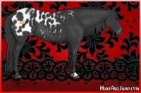 Horse Color:Black Sabino Appaloosa 