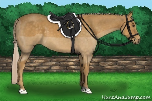 Horse Color:Palomino 