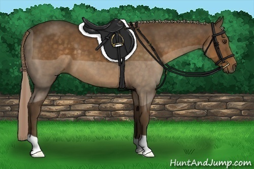 Horse Color:Chocolate Palomino 