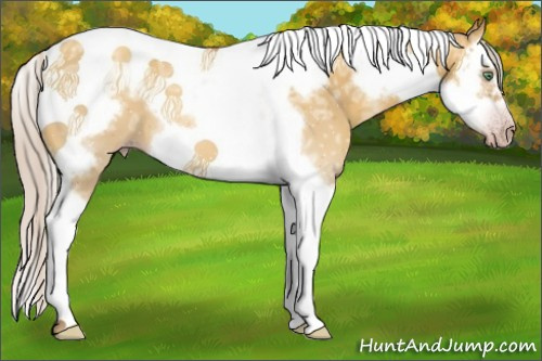 Horse Color:Gray Silver Amber Cream Champagne Ice Dun Splash Tobiano Frame 