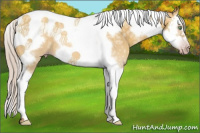 Horse Color:Gray Silver Amber Cream Champagne Ice Dun Splash Tobiano Frame 