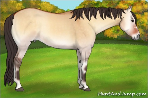 Horse Color:Buckskin Onyx 