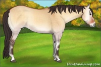 Horse Color:Buckskin Onyx 