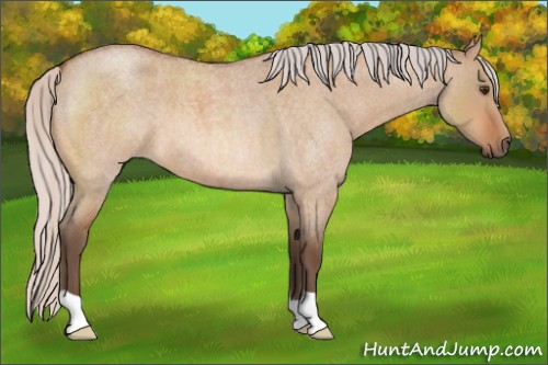 Horse Color:Silver Bay Roan Dun 