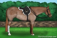 Horse Color:Chestnut Rabicano